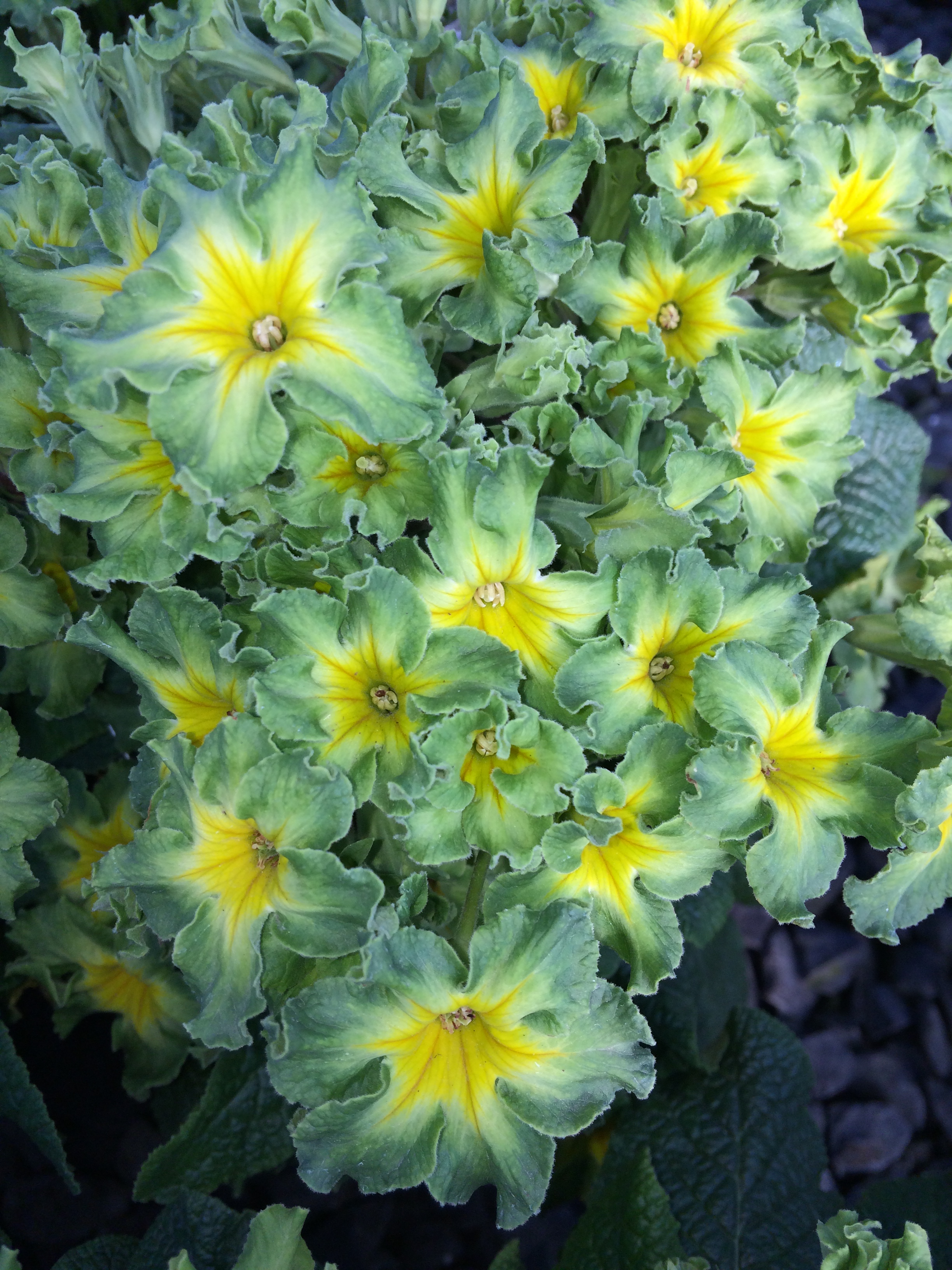 Primula 'Green Lace'